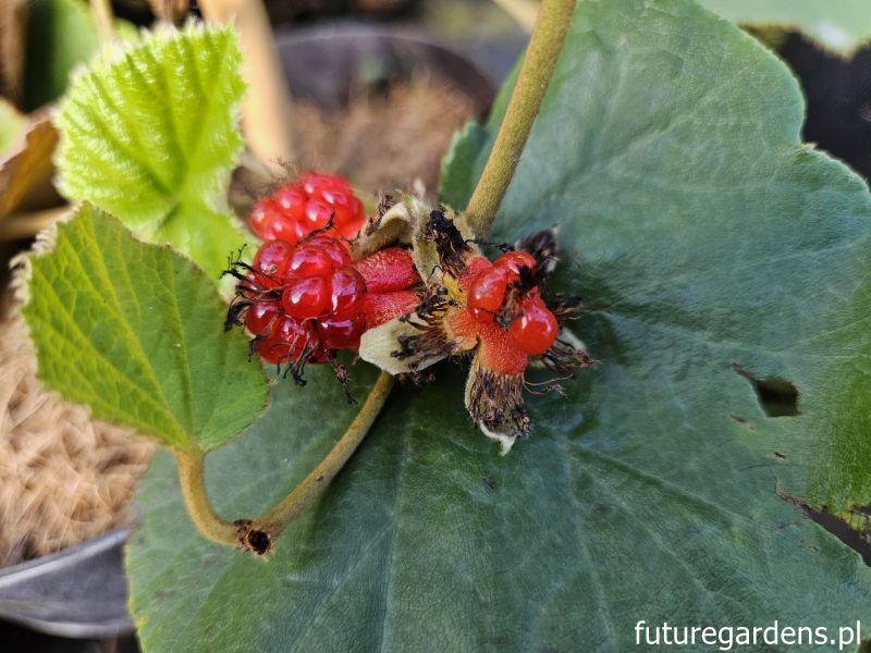 Jeżyna płożąca Rubus irenaeus C2/80cm *T9