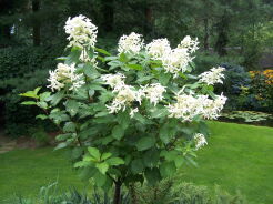 Hortensja 'Le Vasterival' GREAT STAR LABEL na PNIU Hydrangea paniculata C5/Pa60-80cm *17