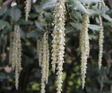 Garrya elliptica JAMES ROOF C2/30-50cm