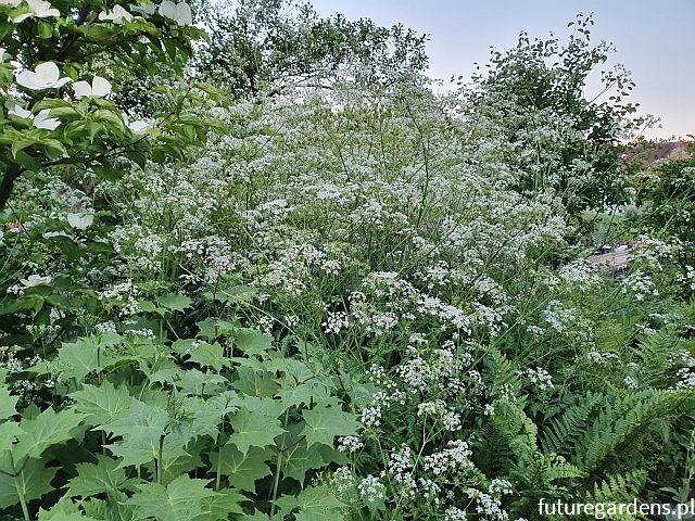 Trybuła leśna (zielona) Anthriscus sylvestris /C1-P11 *K16