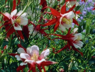 Orlik ogrodowy CRIMSON STAR Aquilegia /C2