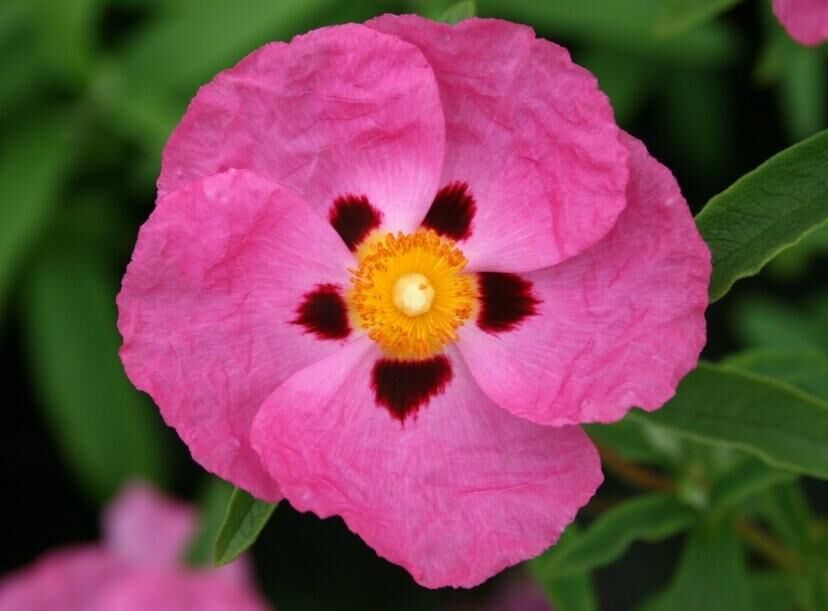 Czystek purpurowy Cistus x purpureus C2/30cm