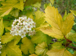 Pęcherznica kalinolistna LUTEUS Physocarpus opulifolius C2/30-40cm *K17