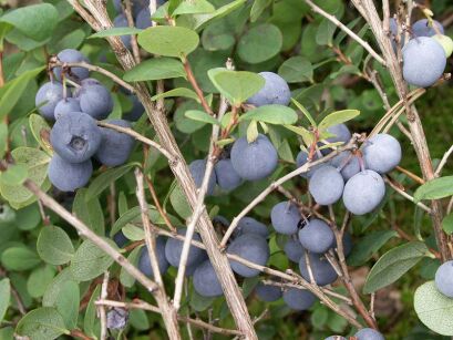 Borówka bagienna in. Łochynia Vaccinium uliginosum /P9