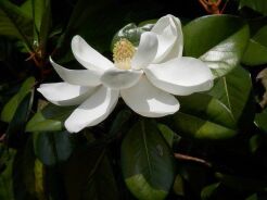 Magnolia grandiflora D.D. BLANCHARD Zimozielona wielkokwiatowa C2/50-60cm *10