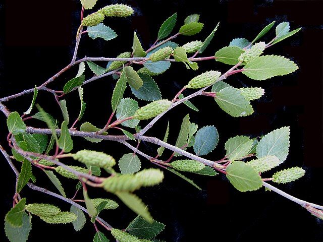 Brzoza niska in.B.bagienna Betula pumila C2/60-80cm *K14