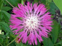 Chaber białawy Centaurea dealbata /P9