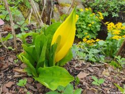 Tulejnik amerykański YELLOW LAKE Lysichiton americanus /C2