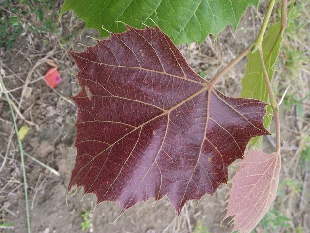 Lipa Henryego ARNOLD SELECT Tilia henryana C2/30-40cm *K21