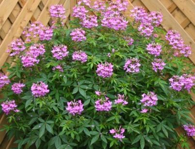 Kleome SENIORITA ROSALITA® Cleome hassleriana P12/50cm