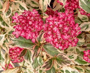 Hortensja piłkowana EUPHORIA PINK Hydrangea serrata /C3 *K20