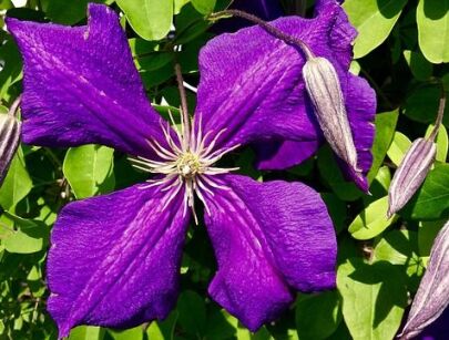 Clematis purpurea Powojnik purpurowy /C2