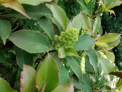 Trochodendron aralioides C5/30-40cm