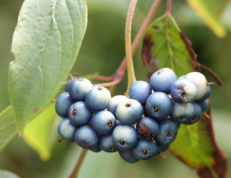 Dereń błękitny BLUE CLOUD Cornus amomum Dereń jedwabny C2/30cm