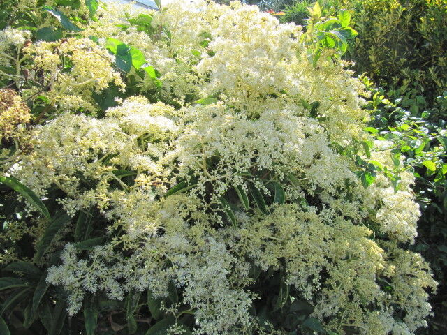 Pileostegia viburnoides (zimozielone pnącze) C2/40-60cm *K18