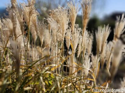 Miskant cukrowy Miscanthus sacchariflorus /C2 *K5