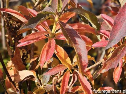 Orszelina szara Clethra barbinervis C2/50-60cm *K14