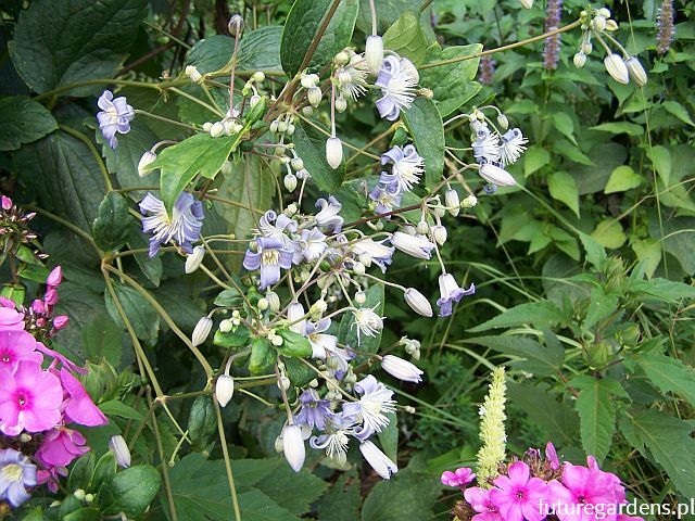 Clematis jouiniana Mrs ROBERT BRYDON Powojnik /C7 *K6