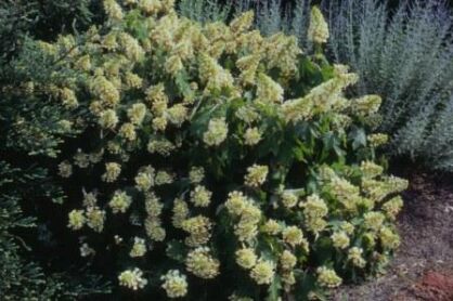 Hortensja dębolistna SIKES DWARF Hydrangea quercifolia