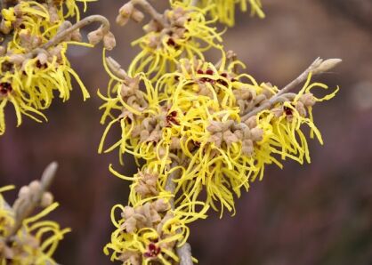 Oczar miękkowłosy Hamamelis mollis C3/40cm