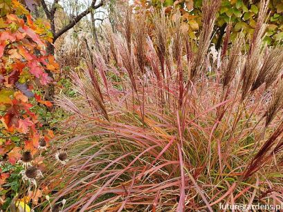 Miskant chiński ADAGIO Miscanthus sinensis /C2 *K5