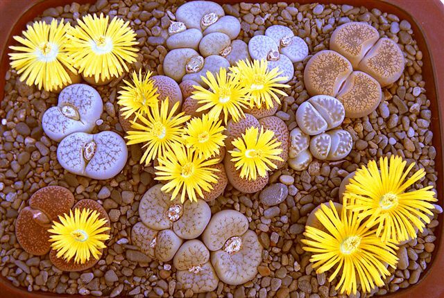 Żywe kamienie mieszanka - nasiona - 50 szt Lithops