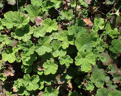 Malina płożąca Rubus pentalobus syn.R.calycinoides /C1,3