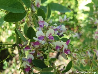 Lespedeza thunbergii 'Edo-shibori' - nasiona 10 szt Lespedeza bicolor