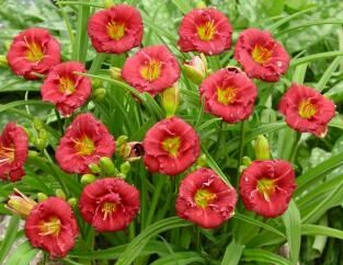 Liliowiec RUBY STELLA Hemerocallis /C2 *K2