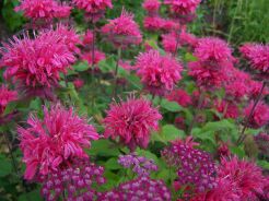 Pysznogłówka PINK LACE Monarda /C2,5 *7F