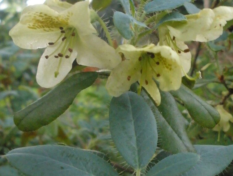 Rhododendron lepidostylum Różanecznik siny /C1