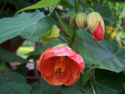 Klonik pokojowy mieszanka - 0,20 g nasion Zaślaz mieszańcowy Abutilon ogrodowy