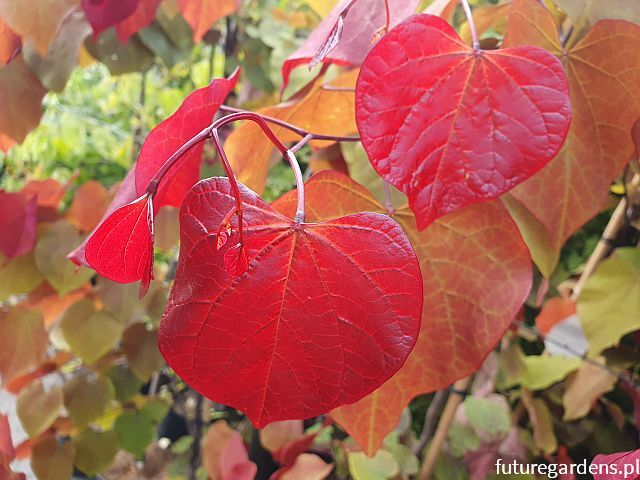 Judaszowiec kanadyjski ETERNAL FLAME® (‘NC2016-2‘) Cercis canadensis C12/1,2-1,6m *PA