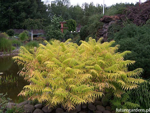 Sumak pierzasty GOLDEN SELECTION Rhus typhina C5/60cm