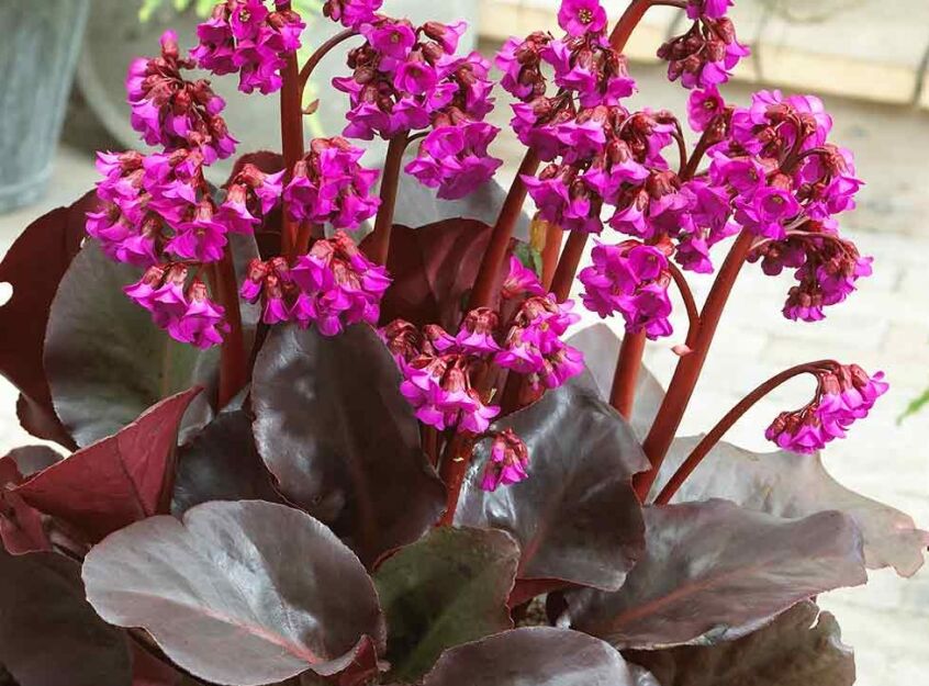 Bergenia zimozielona EROICA /P12 *7