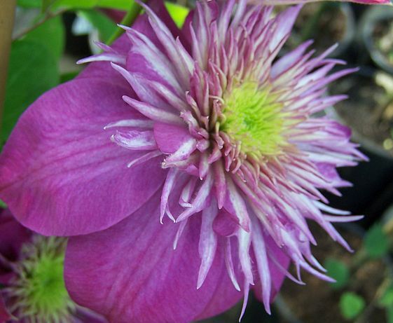 Clematis KAISER Powojnik /C2 *22T