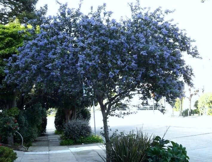 Prusznik drzewiasty TREWITHEN BLUE Ceanothus arboreus Bez kalifornijski C2/20-30cm *K21 