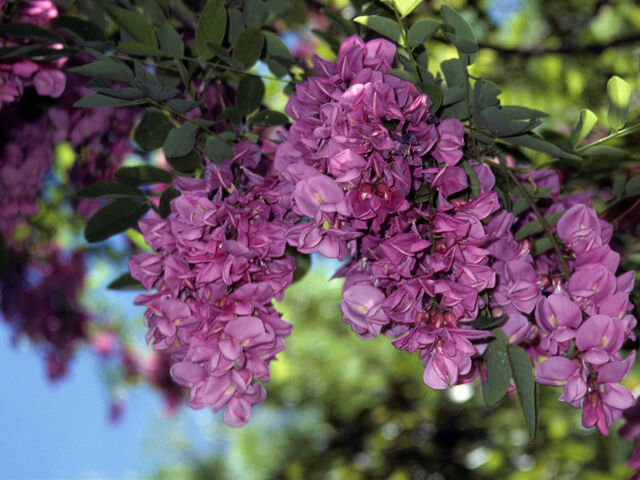 Robinia PURPLE ROBE Robinia pseudoacacia Akacja Grochodrzew  C5/1,4m *TL