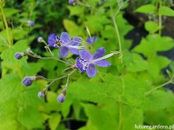 Caryopteris divaricata Barbula bylinowa  /C5 *K19