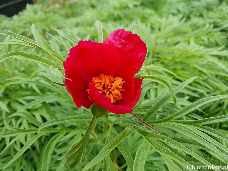 Piwonia wąskolistna SMOUTHII Paeonia /C2 *T9 *T22