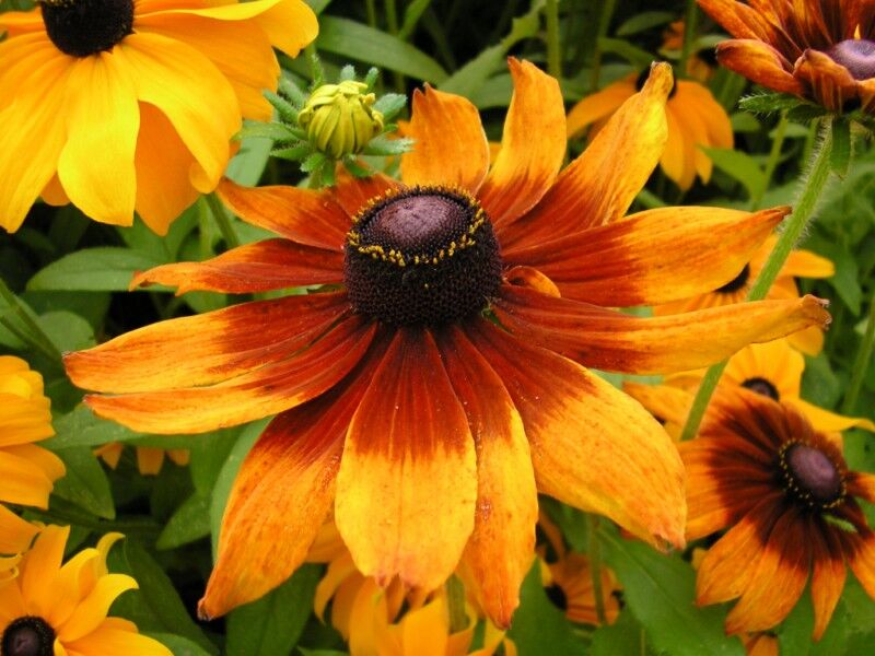 Rudbekia dwukolorowa Rudbeckia bicolor ~ nasiona 30szt.