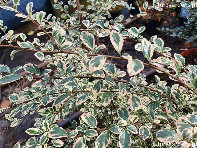 Azara microphylla VARIEGATA Drzewo waniliowe C2/20-40cm *G3