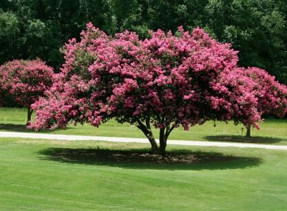 Lagerstroemia indica ROSEA - nasiona  0,1 g