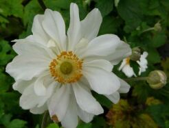 Zawilec japoński WHIRLWIND  Anemone japonica