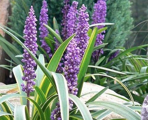 Liriope szafirkowata odm. GOLD BANDED Liriope muscari /C2