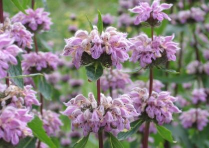 Żeleźniak bulwiasty AMAZONE Phlomis tuberoza /C5 *2