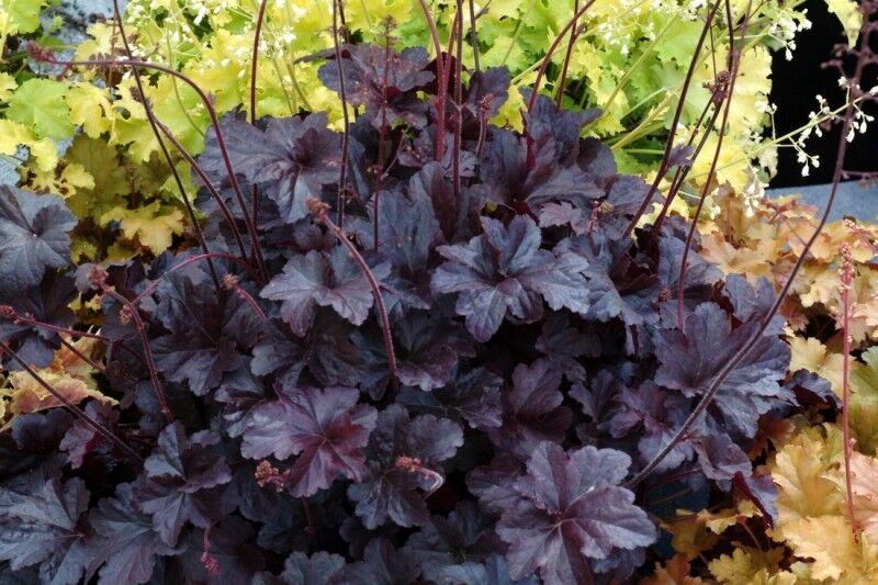 Żurawka OBSIDIAN Heuchera 