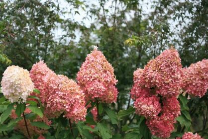 Hortensja bukietowa MEGA PEARL na PNIU Hydrangea paniculata C7,5/Pa60-80cm *K6