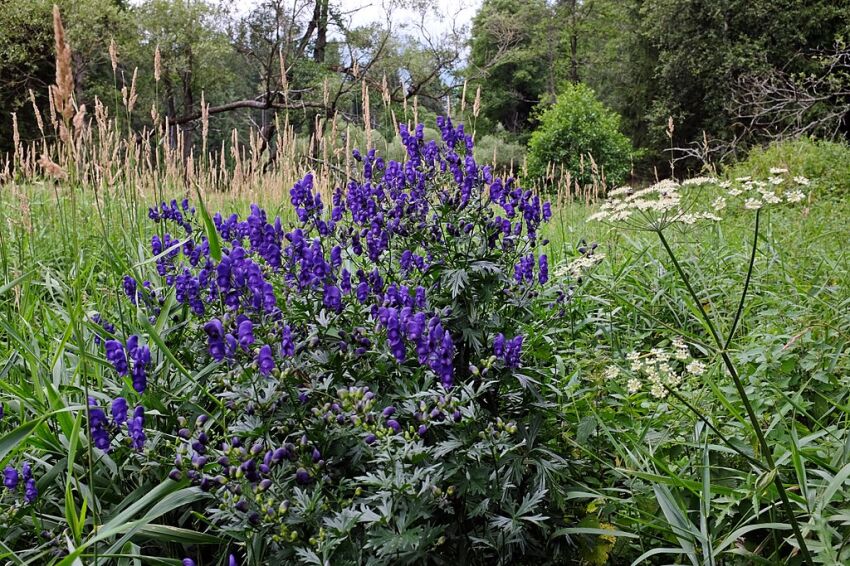 Tojad henryi 'Spark's Variety' Aconitum /P11 *K7