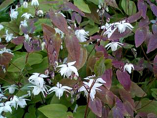 Epimedium x youngianum NIVEUM /P11 *K25